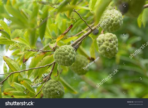 Fruit Custard Apple Tree Atelier Yuwaciaojp