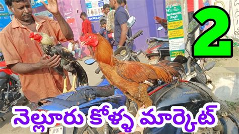 నెల్లూరు కోళ్ళ మార్కెట్ 8 10 2023 Nellore Sunday Kolla Market Pets