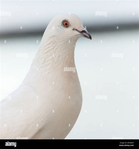 White Pigeon In Hawaii Hi Res Stock Photography And Images Alamy