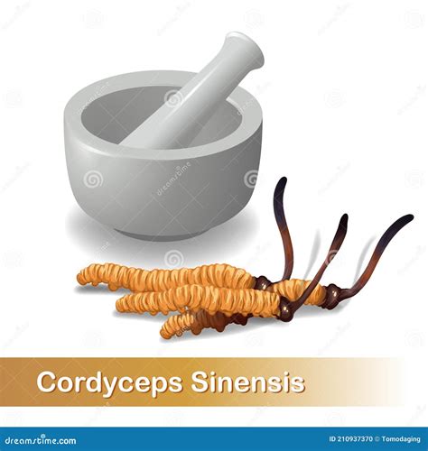Cordyceps Sinensis Vector Drawing Hand Drawn Illustration Isolated On