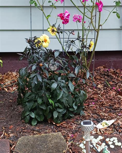 Need advice for my Dahlias : r/dahlias