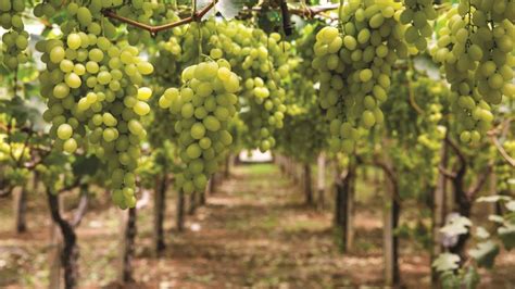 Кумулюс® ДФ - Аграрні рішення