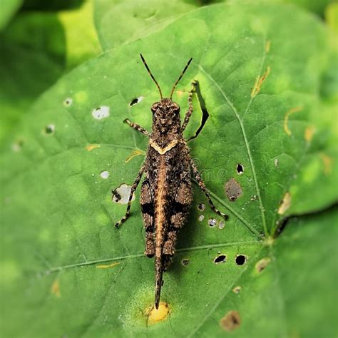 Grasshopper Known For Camouflage Ability With Surrounding Rock Or Leaf Color Macro Photography