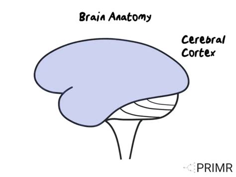 primr basic brain anatomy  patients  stroke injury  brain