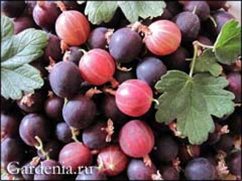 Крыжовник лакомит и врачует