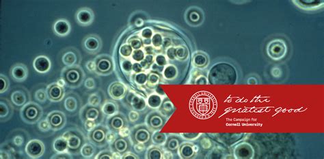 Leading In Synthetic Biology Support Cals