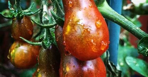 Купить Семена Томата Шоколадная Груша
