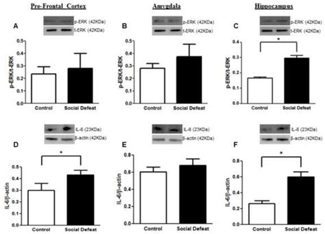 IL-6 Antibody (ARC0062)