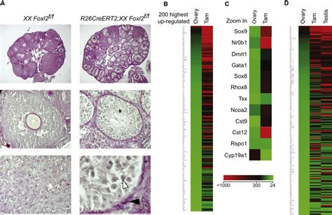 Somatic Sex Reprogramming Of Adult Ovaries To Testes By FOXL Ablation Cell