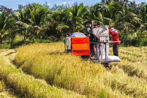 Harvester Machine To Harvest Wheat Field Working Combine Harvester