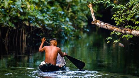 Somos Amaz Nia Saberes Desafios E Vis O De Futuro Dos Povos Da Floresta