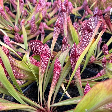 Sarracenia 'Scarlet Belle' - Hybrid Pitcher Plant - Live Plant For Sale