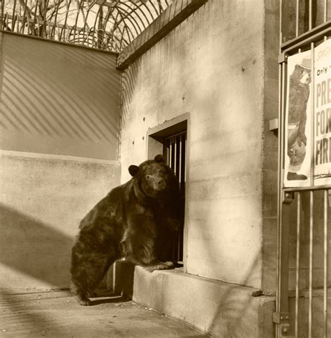 The Meaning Of Smokey Why The Bear Cub Became A Prophet