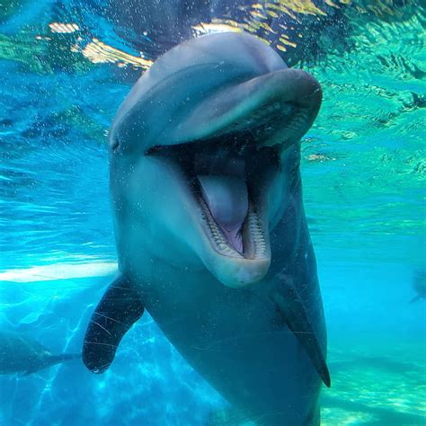 Dolphin Bottlenose Dolphins Marinelife Seaworld Smile Water Hd