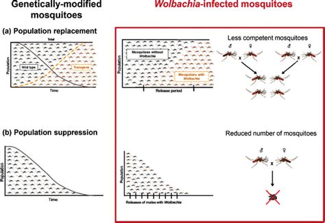 Wolbachia-based mosquito control strategy [41] (CC-BY-4.0). | Download ...