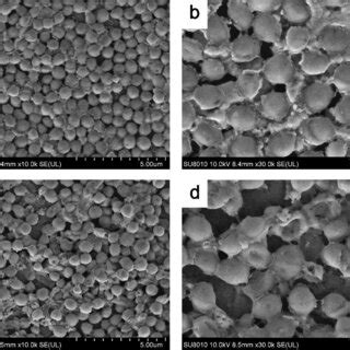 Scanning electron microscope images of cells of S. aureus untreated and ...
