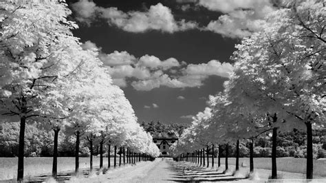 Black and White Nature Desktop Wallpapers - Top Free Black and White ...