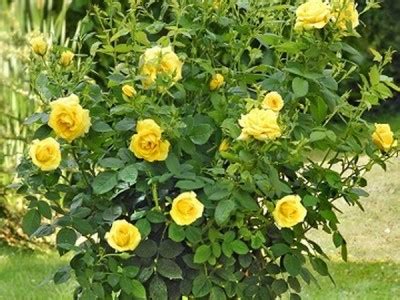 Саженцы Штамбовой розы Голден Медальон купить