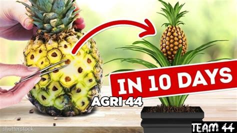 How To Grow Pineapples At Home Agri 44 YouTube