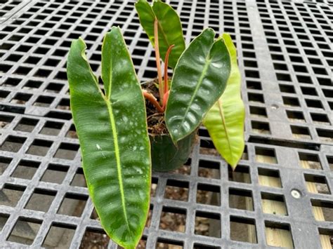 Philo Billietiae Croat Tri State Foliage In House Availability