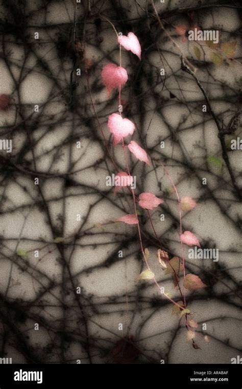 boston ivy in color on wall Stock Photo - Alamy