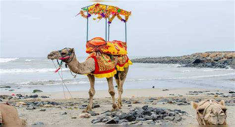 In Pictures Cool Ways To Experience Daman And Diu Times Of India Travel