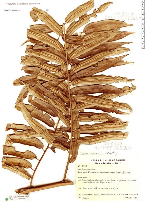 Cyathea corcovadensis Herbário Rapid Reference The Field Museum