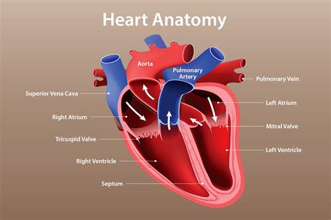Heart Disease: Types, Causes, and Symptoms