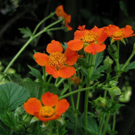 Цветы Гравилат Посадка И Уход Фото – Telegraph