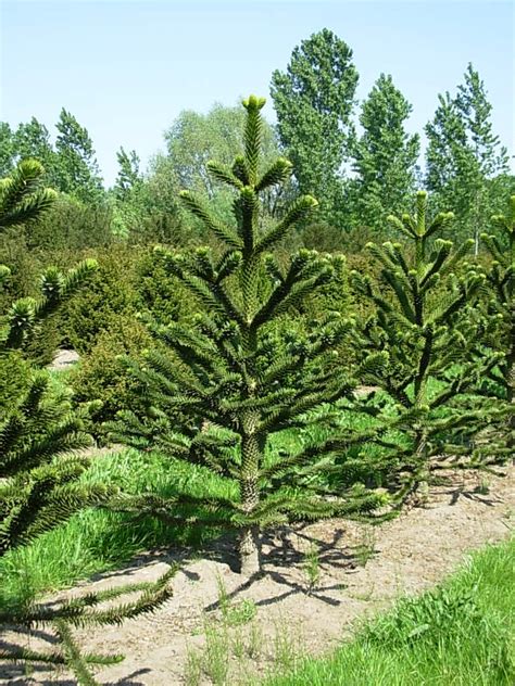 Araucaria araucana | Monkey puzzle, Chile pine - Van den Berk Nurseries