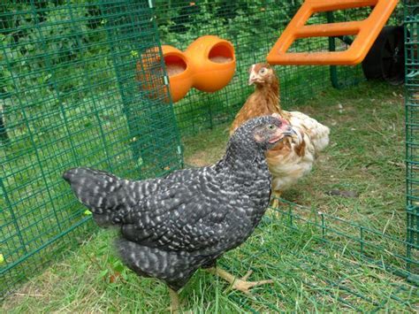 Black Star Sex Linked Pullet From Hatchery Looks Like Roo Page Backyard Chickens Learn