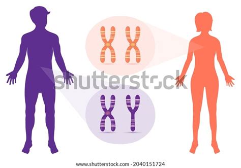 Sex Chromome Structure Male Female Biological Stock Vector Royalty