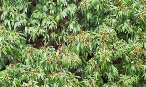 cay vai  nam van ra qua