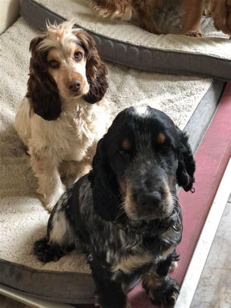 Loyalty Show Cocker Spaniels