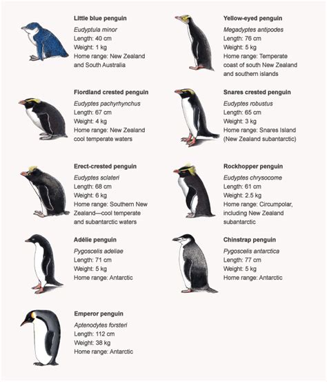 information about penguins