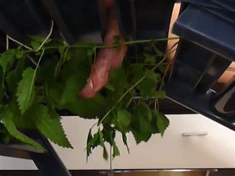 Stinging Ants Biting On Cock Gay Porn Xhamster