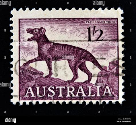 Circa Australie Un Timbre Imprim En Australie Montre Un Tigre