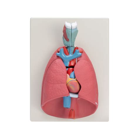 Human Heart Lungs Larynx Parts Scientific Lab Equipment