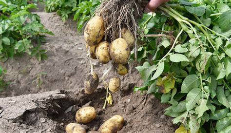 Картофель Чароит: описание сорта, посадка, уход, фото, отзывы