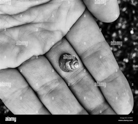 She Sells Seashells By The Seashore Stock Photo Alamy