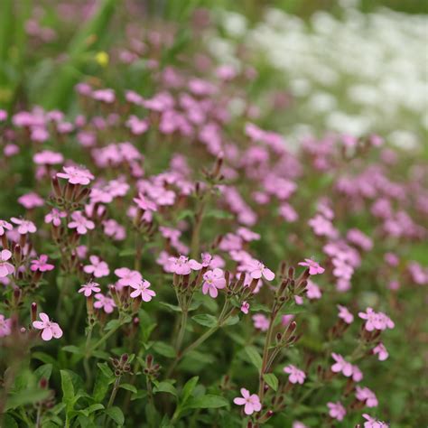 Rock soapwort, tumbling Ted