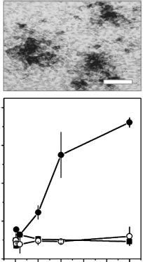 Foci Of Vhsv Infected Epc Cells A And Vhsv Infectivity After