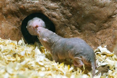 Missouri S T News And Events Scientists Explain Why Naked Mole Rats Longevity Contradicts