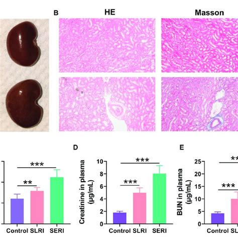 Biological Index For Model Establishment A Normal Kidney Morphology