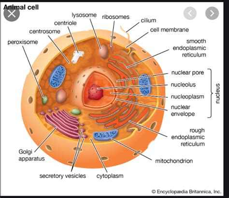 Unit 2 Cell Structure And Function Ap Bio 2 1 And 2 2 Diagram Quizlet