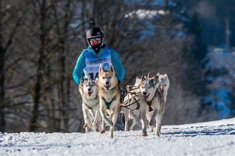 Best Sled Dog Names Ideas For Male And Female Wittycap