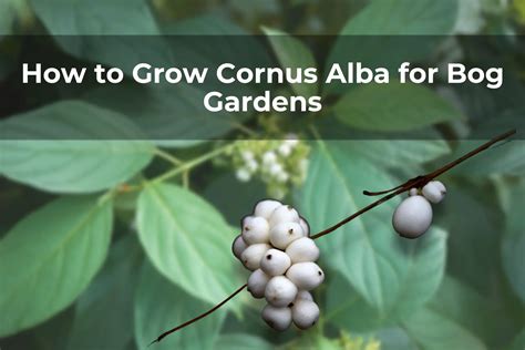 How To Grow Cornus Alba For Bog Gardens Real Men Sow