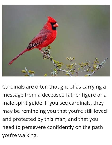 Cardinal Meaning Symbolism The Ultimate Guide Artofit