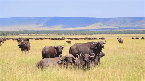 Tanzania Safari In Ngorongoro Conservation Area Tanzania Wildlife