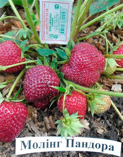 Крупная клубника: лучшие сорта для разных регионов России